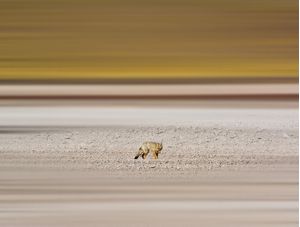 RAPOSA BOLIVIANA