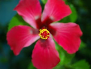 FLOR VERMELHA2
