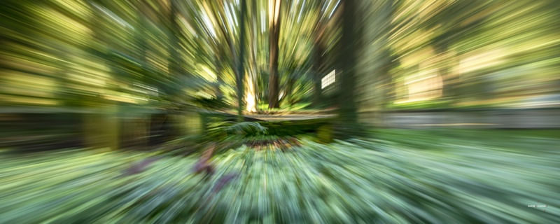 ZOOM NO BOSQUE