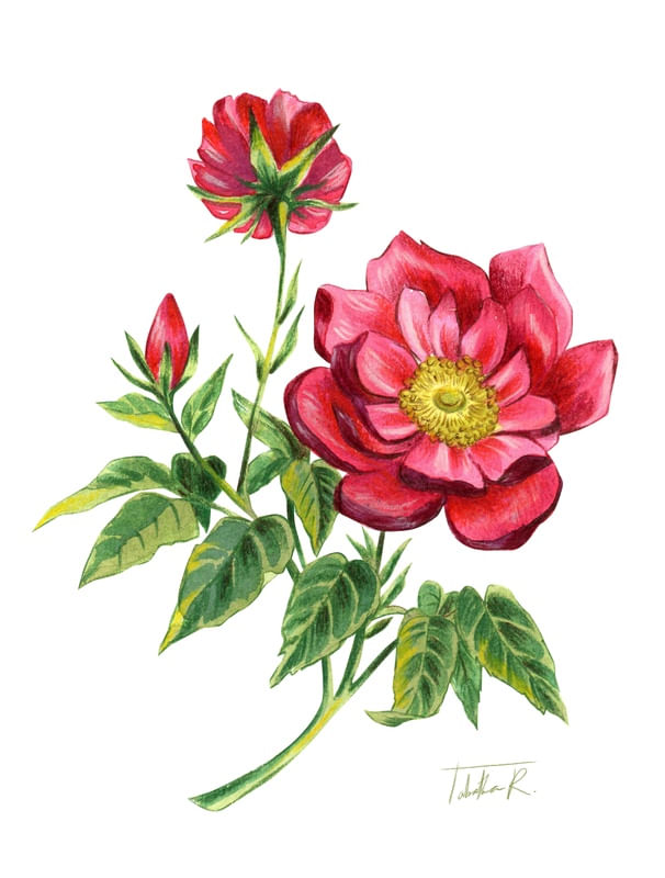 GALLIC ROSE