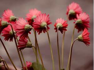 GÉRBERAS DE COSTAS FLORES VERMELHAS