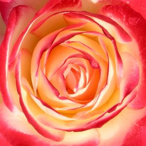ROSA 9