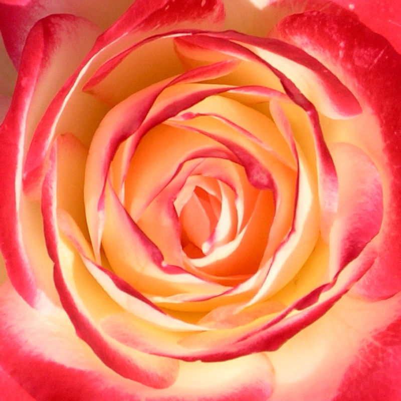 ROSA 9