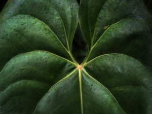 TOP_LEAF