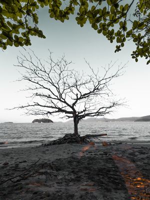 GALHOS SECOS EM PARATY