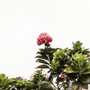 HORTÊNSIA ROSA