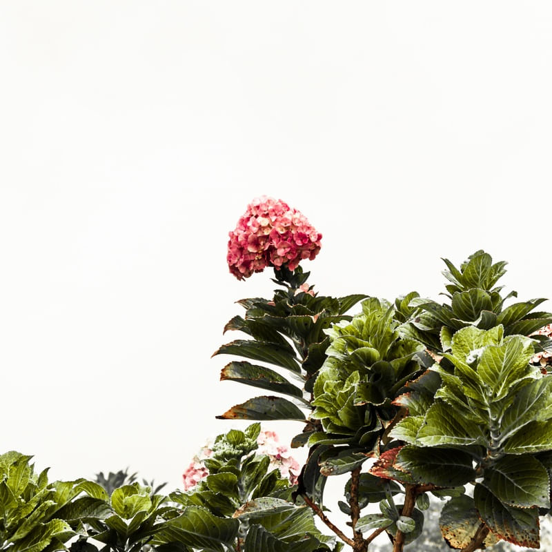HORTÊNSIA ROSA