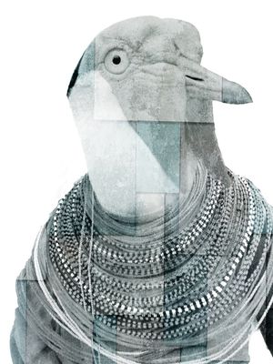 CITY OF BIRDS 50