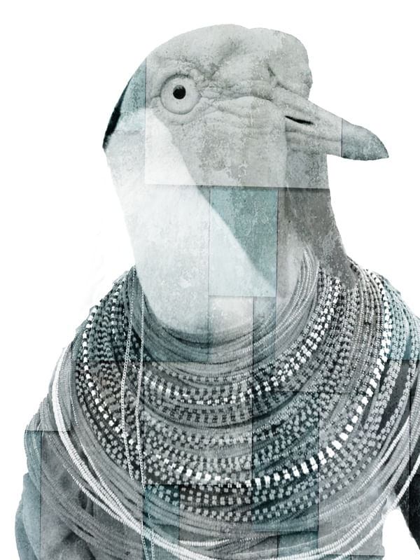 CITY OF BIRDS 50