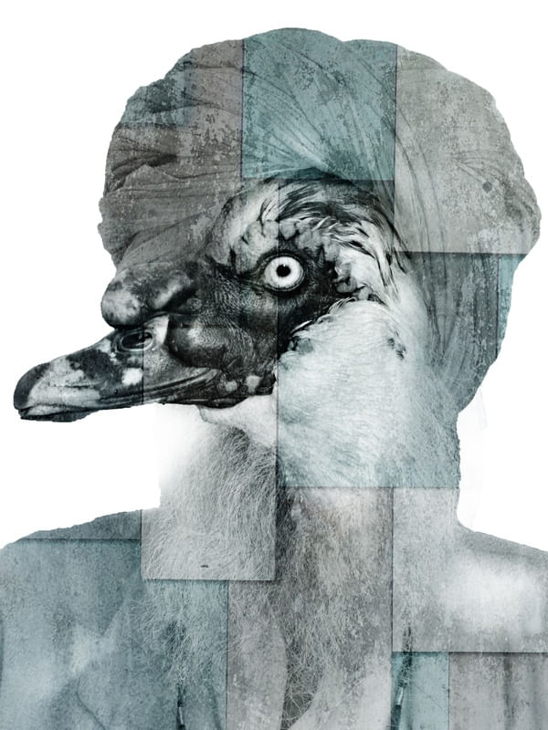 CITY OF BIRDS 52