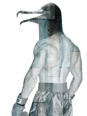 CITY OF BIRDS 55