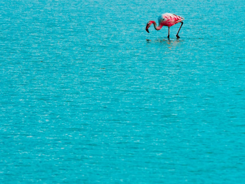 FLAMINGO SOLITÁRIO