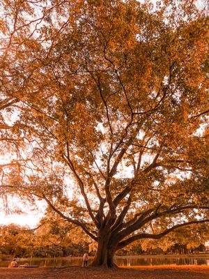 ORANGE TREE