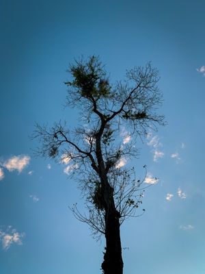 CÉU AZUL TP