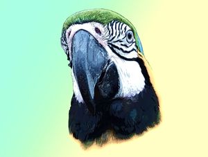 ARARA - OLEO - RETANGULAR