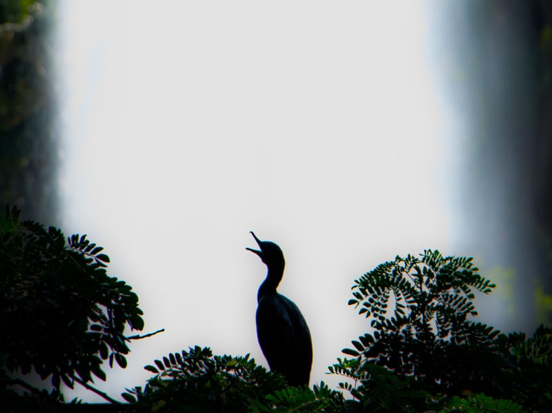 CANTO CHOROSO