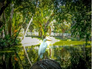 CISNE BRASILEIRO