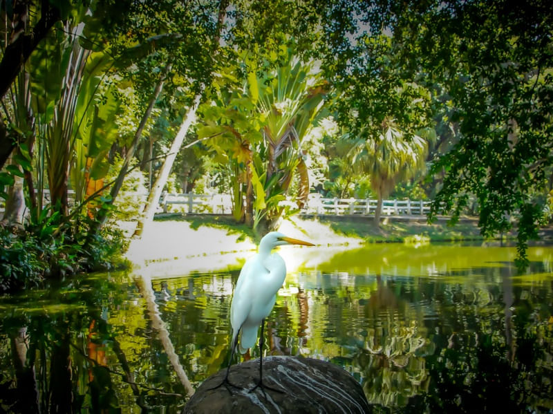 CISNE BRASILEIRO