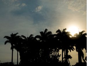 SOL ENTRE PALMEIRAS