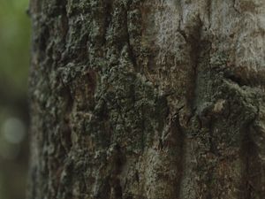 CASCA DA NATUREZA CRUA