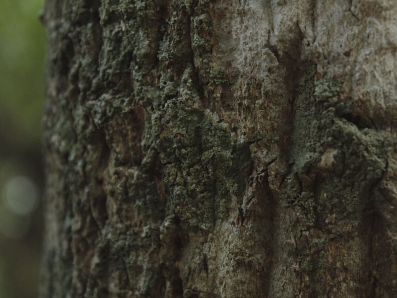 CASCA DA NATUREZA CRUA