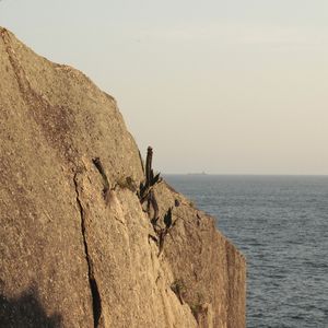 CACTO SOBRE PEDRA