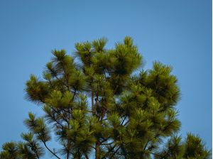 BLUE AND GREEN