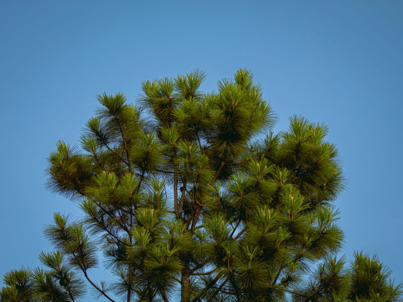 BLUE AND GREEN