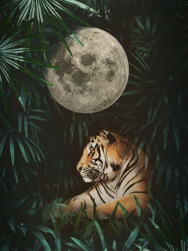 TIGRE COM A LUA NA SELVA
