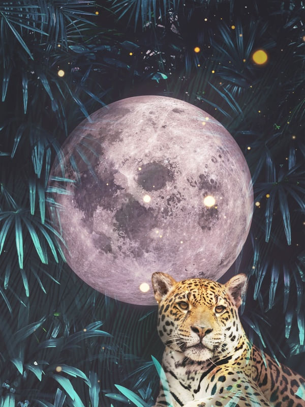 CHITA COM LUA NA SELVA
