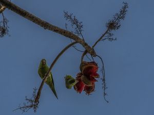 PERIQUITOS NO XINXÁ