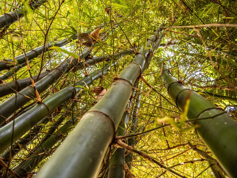 BAMBOO YOU