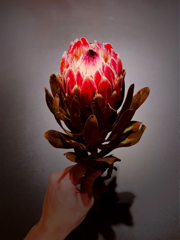 PROTEA