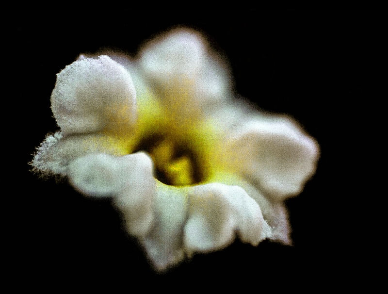 FLOR BRANCA IMG_9783