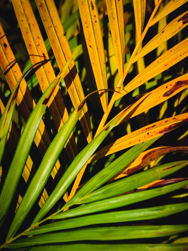 FOLHAGEM VERDE E AMARELA