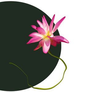 NIGHT FLOWERS 01