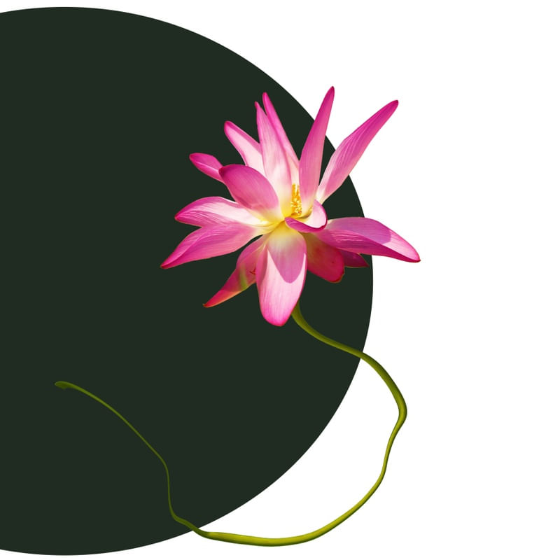 NIGHT FLOWERS 01
