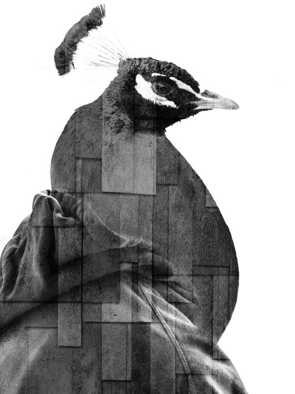 CITY OF BIRDS 01