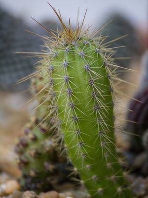 CACTU DE ESP