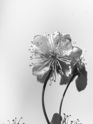 FLOR PITANGA P E B