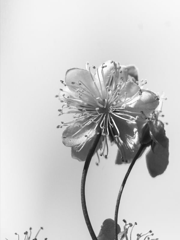 FLOR PITANGA P E B