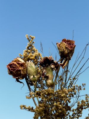 FLORES PARA VOCÊ