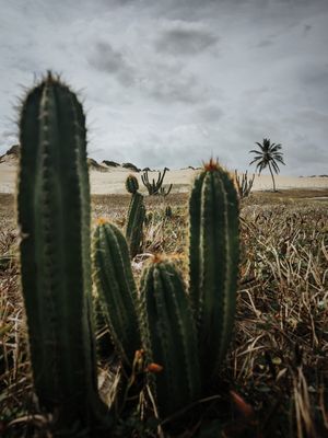 O CACTOS NORDESTINOS
