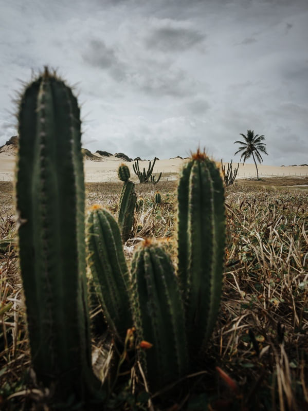 O CACTOS NORDESTINOS