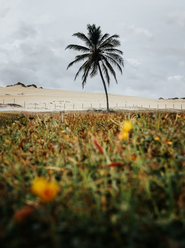 REGAR AS FLORES DO DESERTO