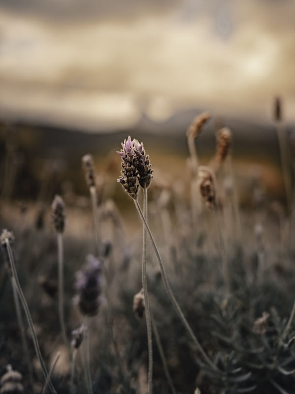 LAVANDA PEDRA AZUL 1