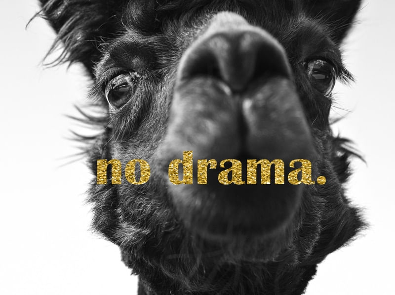 LHAMA NO DRAMA