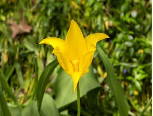 FLOR AMARELA TULIPA
