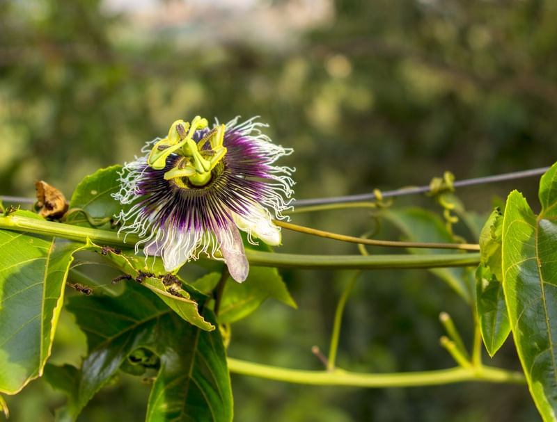 FLOR DE MARACUJÁ NA CERCA VERDE