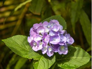 FLOR DE JARDIM COM FUNDO VERDE